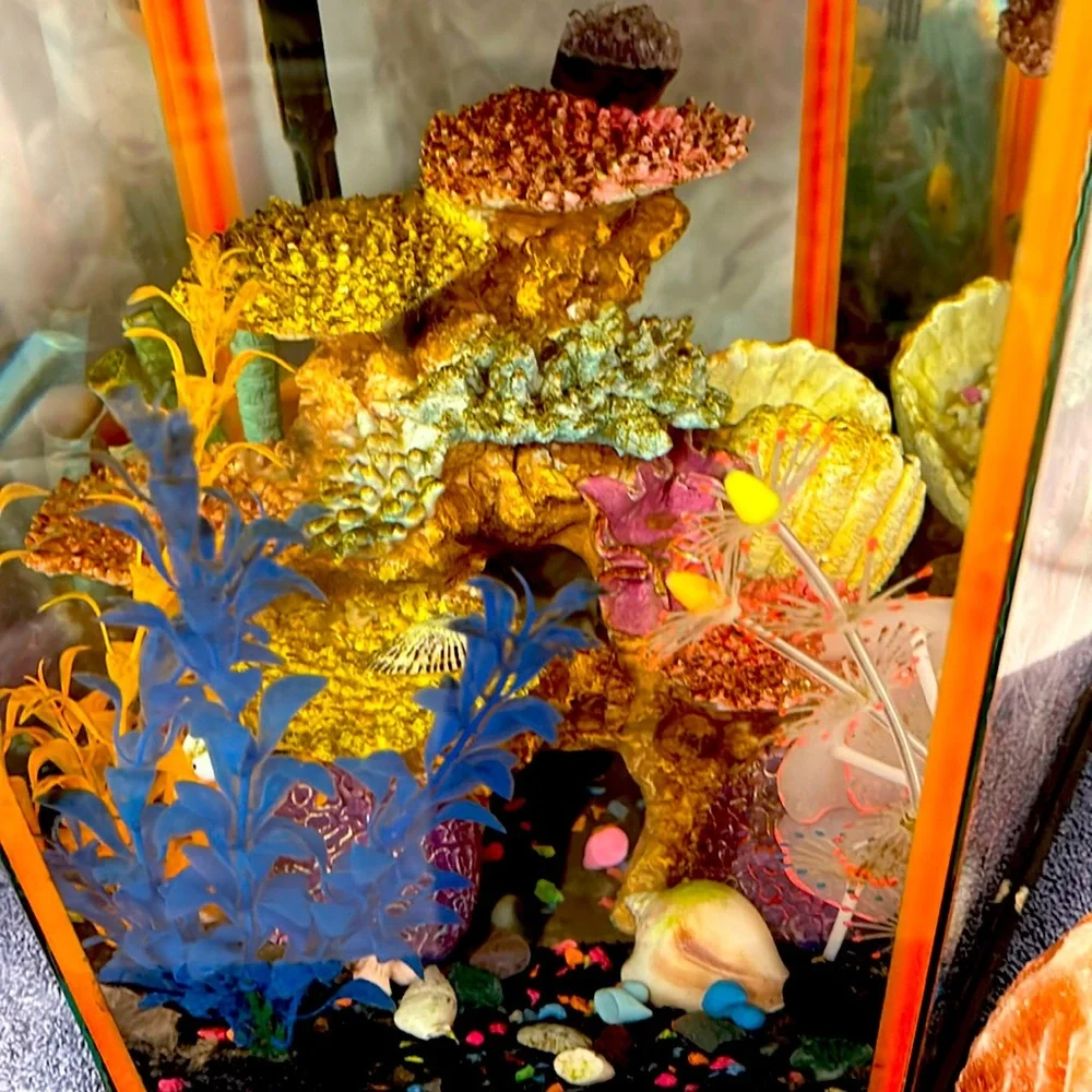aquarium fish mystery box Caridina – Shrimply Fintastic Each blind bag contains 2 mini Nano Fish Mystery Box –